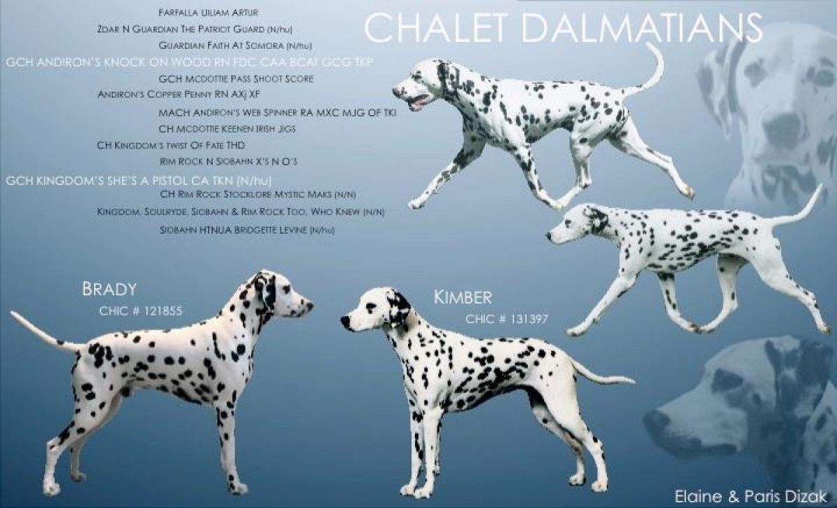 reputable dalmatian breeders