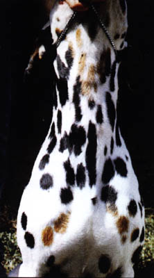 tricolor dalmatian