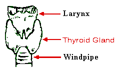 ThyroidPc.gif (1770 bytes)