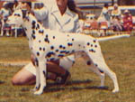 1978 Winners Dog